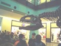 Výstava dinosaurů v OC CHODOV